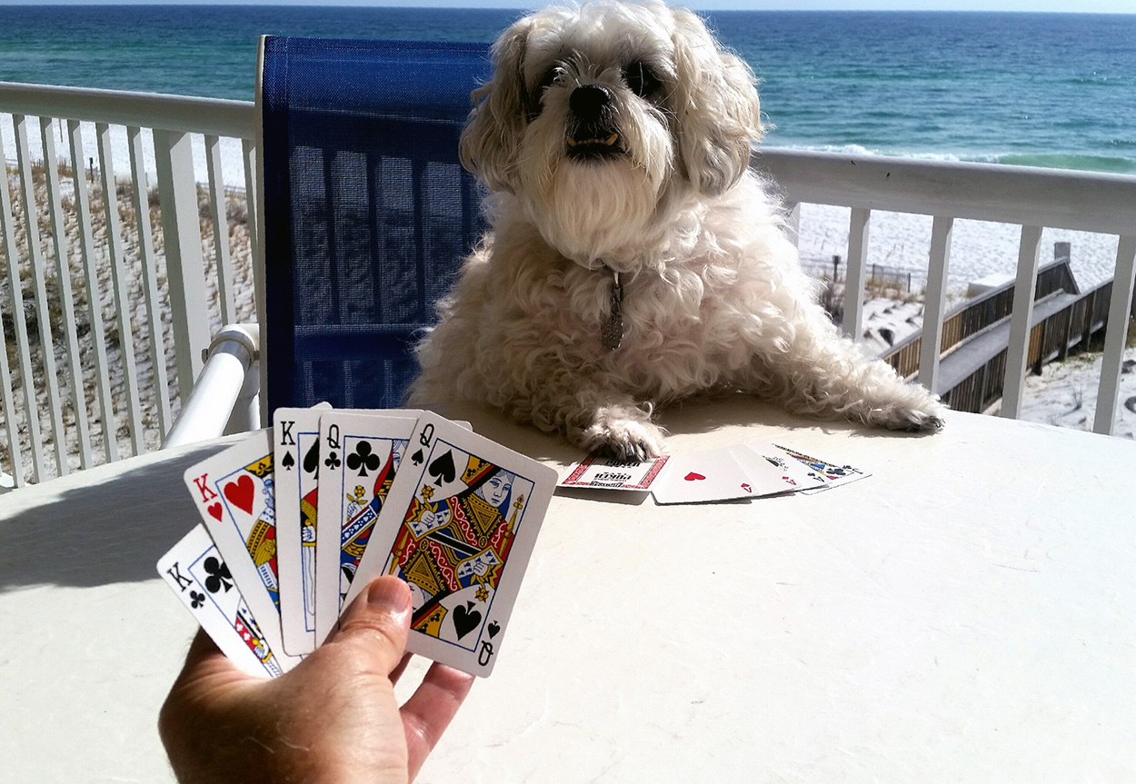 Dog Playing Cards.