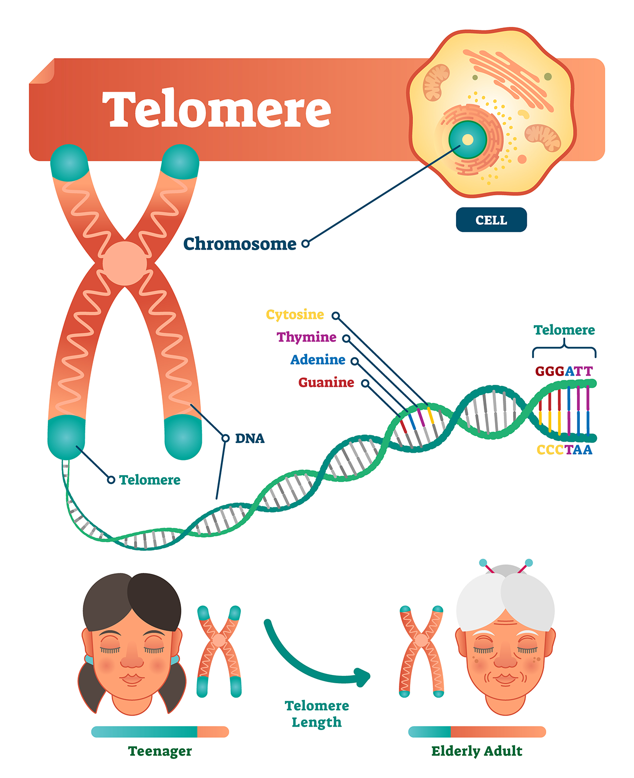 Telomere.
